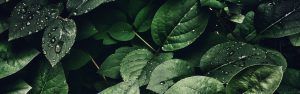 Veganlyy - Ethical, Sustainable, and Cruelty-Free Vegan Products
