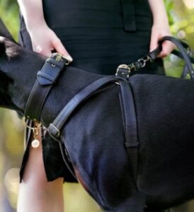 veganlyy-vegari-vegan-leather-anatomical-correct-dog-harness-black-paradise-handmade-from-pinatex-cruelty-free-ethical-vegan-pet-products