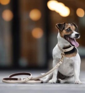 veganlyy-vegari-vegan-leather-dog-collar-beige-made-from-pineapple-leather-pinatex-ethical-harness-vegan-pet-products