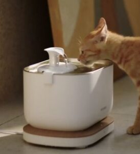 orange young cat drinking water from a dockstream smart fountain presented by veganlyy and petlibro brand