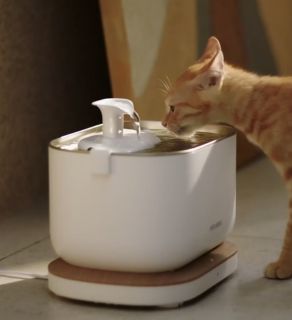 orange young cat drinking water from a dockstream smart fountain presented by veganlyy and petlibro brand