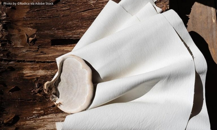 Mushroom-leather-veganlyy-blog-ethical-sustainable-eco-materials-for-fashion-clothes-accessories-and-plastic-free-wardrobe veganlyy blog post plastic-free fashion wardrobe mushroom materials