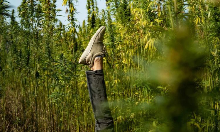 a man's leg with hemp sport shoe in a hemp surroundigs presented by veganlyy blog sustainable vegan plastic-free wardrobe and ethical fashion