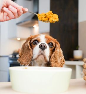dog looking on a spoon holded by a human hand with pet vegan food in it - veganlyy -eco -sustainable market