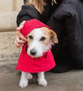 veganlyy-pet-jacket-immaculate-vegan-eco-shop-store-new-orchard-dog-hoodie-red